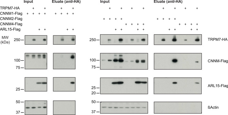 Figure 2—figure supplement 1.