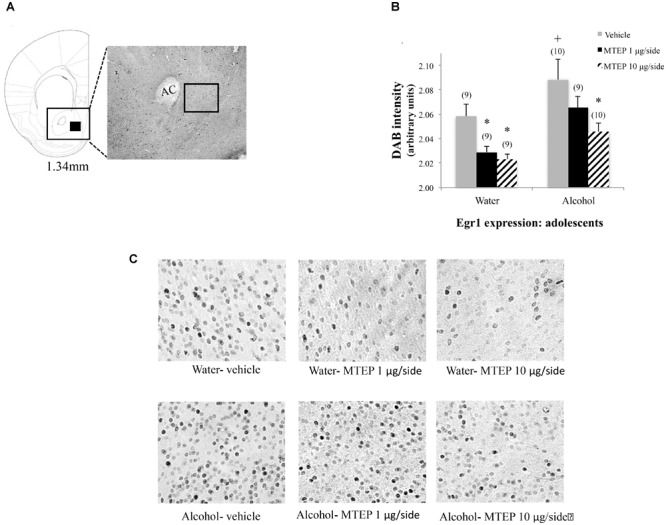 FIGURE 10