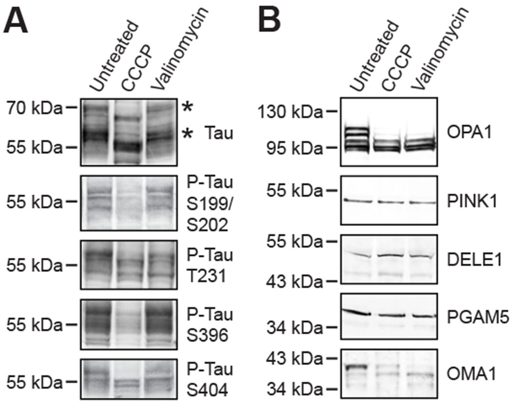 Figure 2: