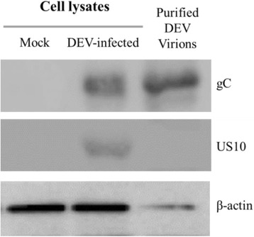 Fig. 9