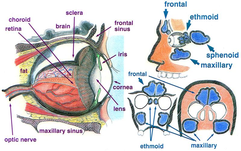 FIG. 1