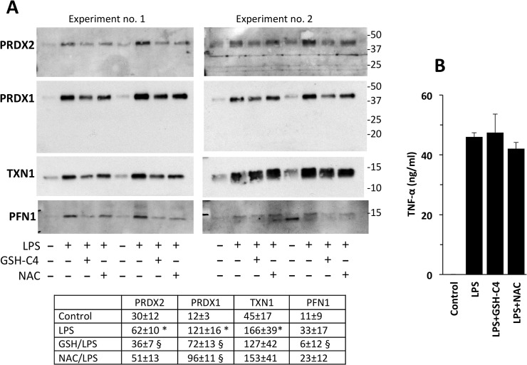 Fig 7