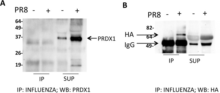 Fig 5