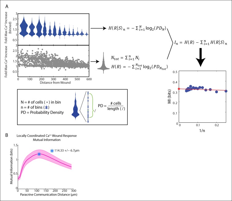 Figure 3—figure supplement 1.