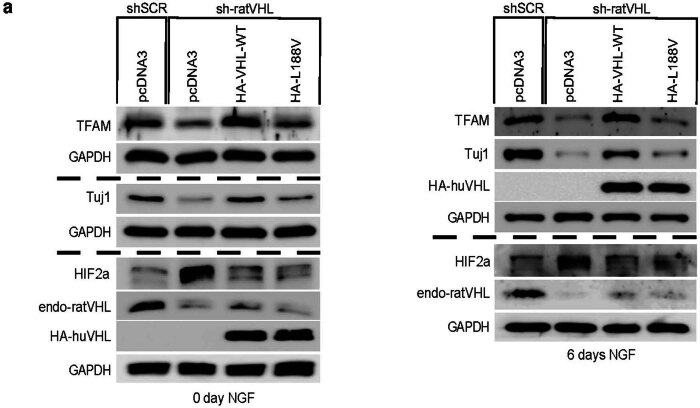 Extended Data Fig. 7
