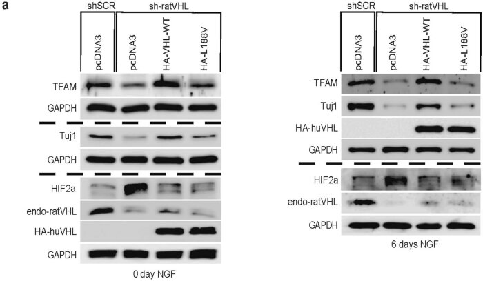 Extended Data Fig. 7