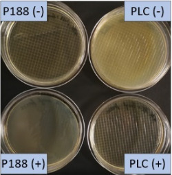 graphic file with name Beilstein_J_Nanotechnol-10-1902-i025.jpg