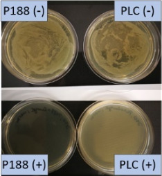 graphic file with name Beilstein_J_Nanotechnol-10-1902-i024.jpg