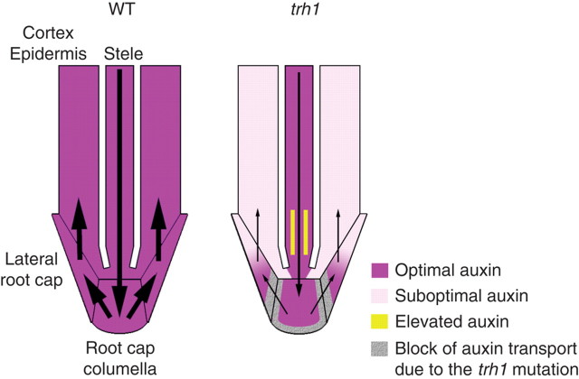 Fig. 3.