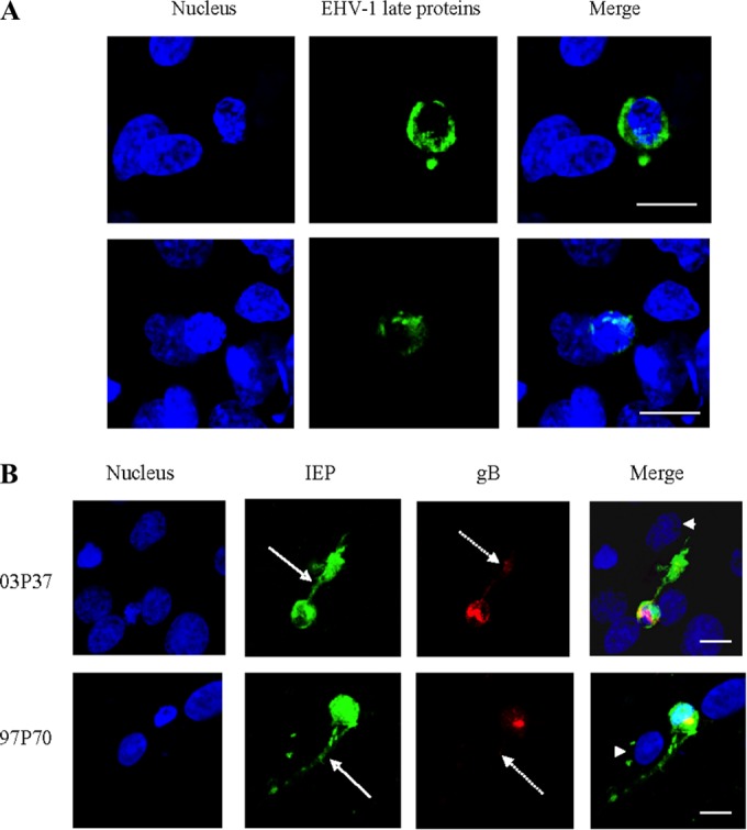 FIG 6