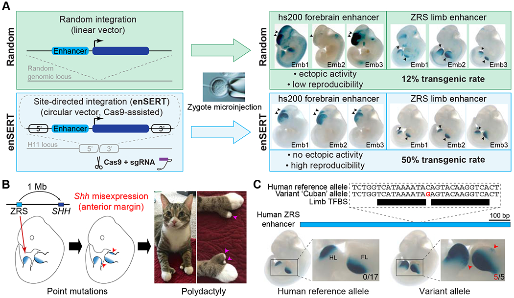 Figure 1: