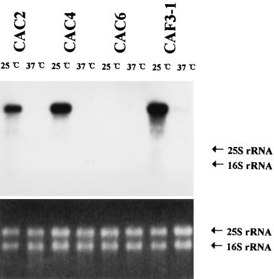 FIG. 6