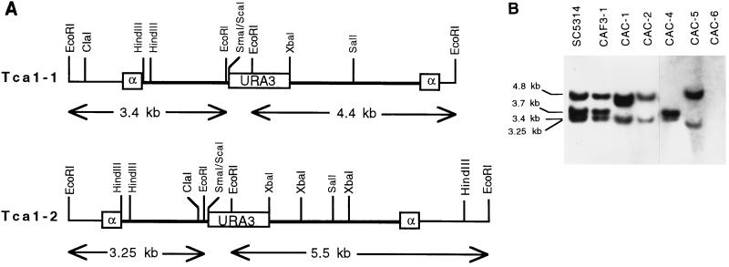 FIG. 5