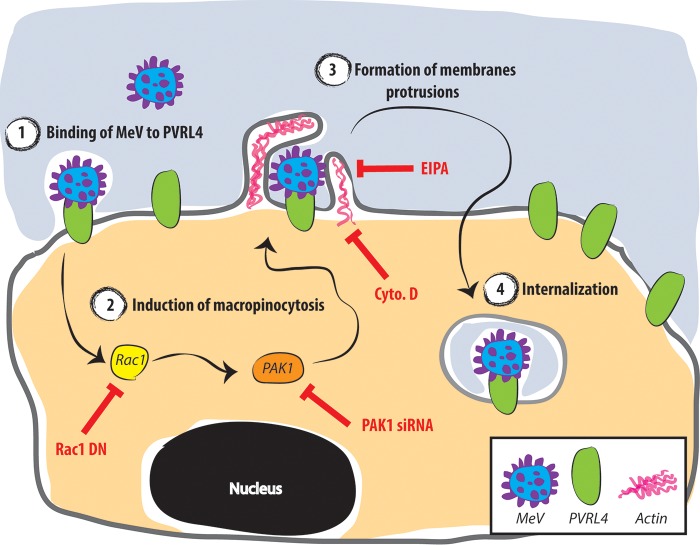 FIG 10