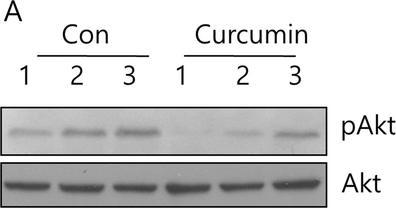graphic file with name 12276_2019_365_Fig3_HTML.jpg