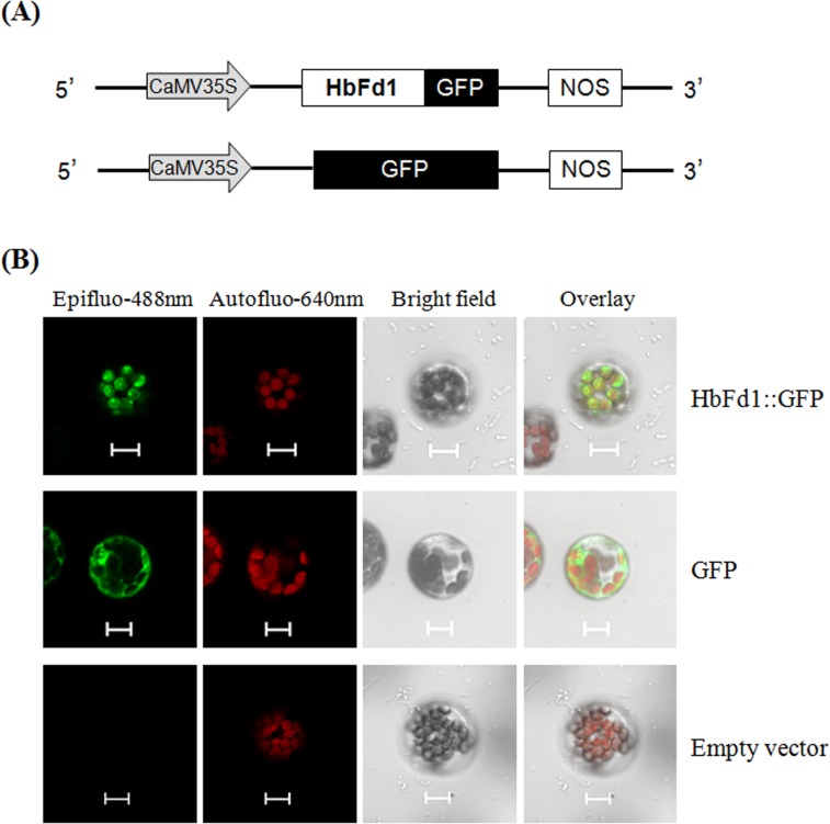 Fig 3