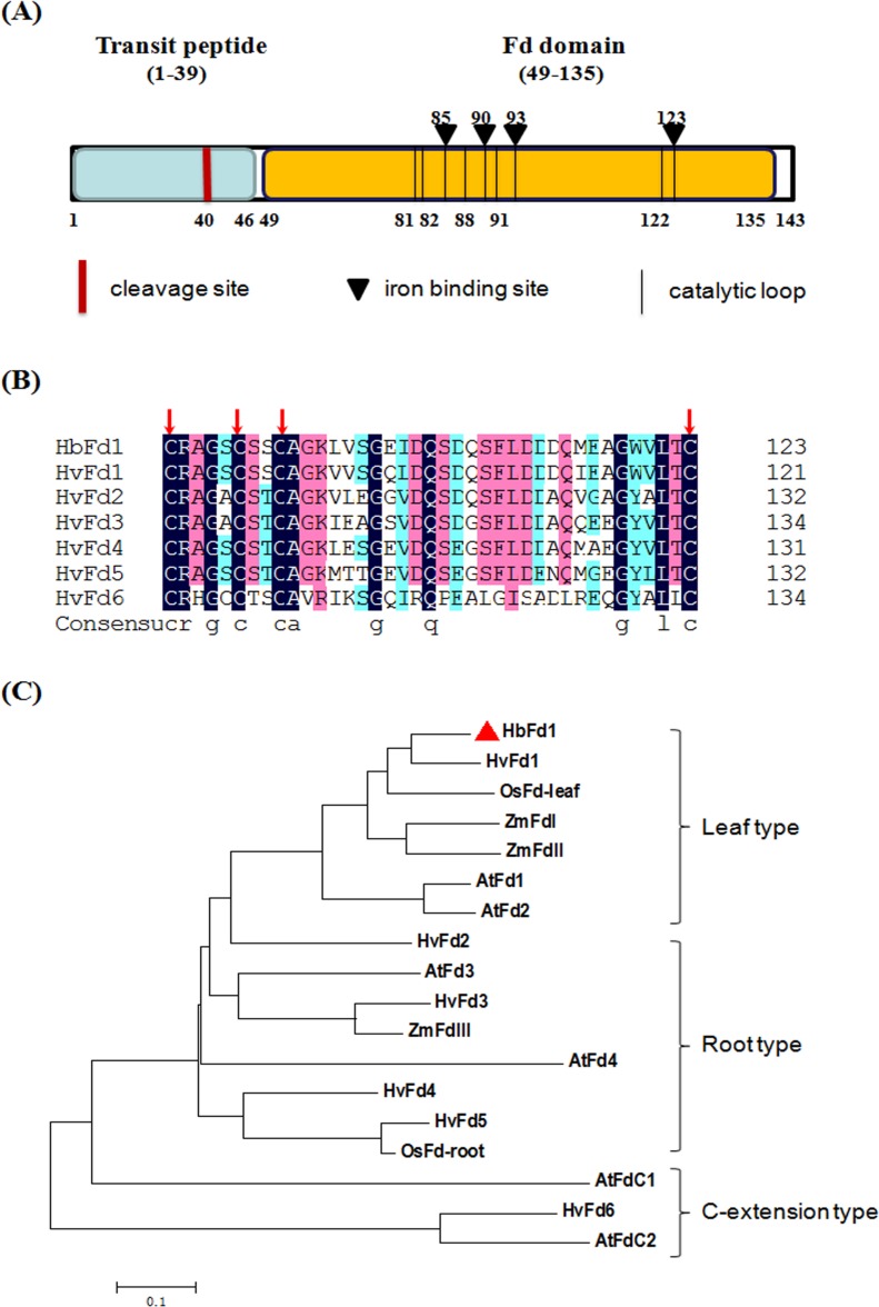 Fig 1