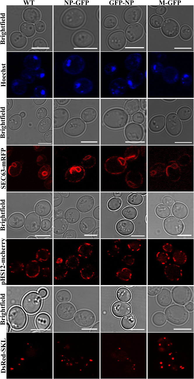 Fig. 4