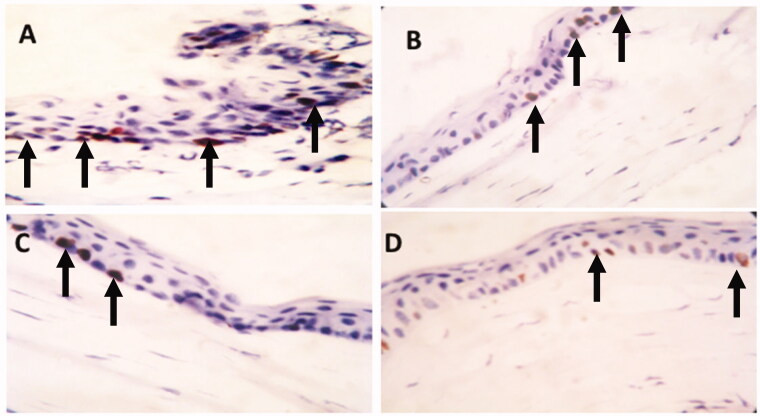 Figure 5.