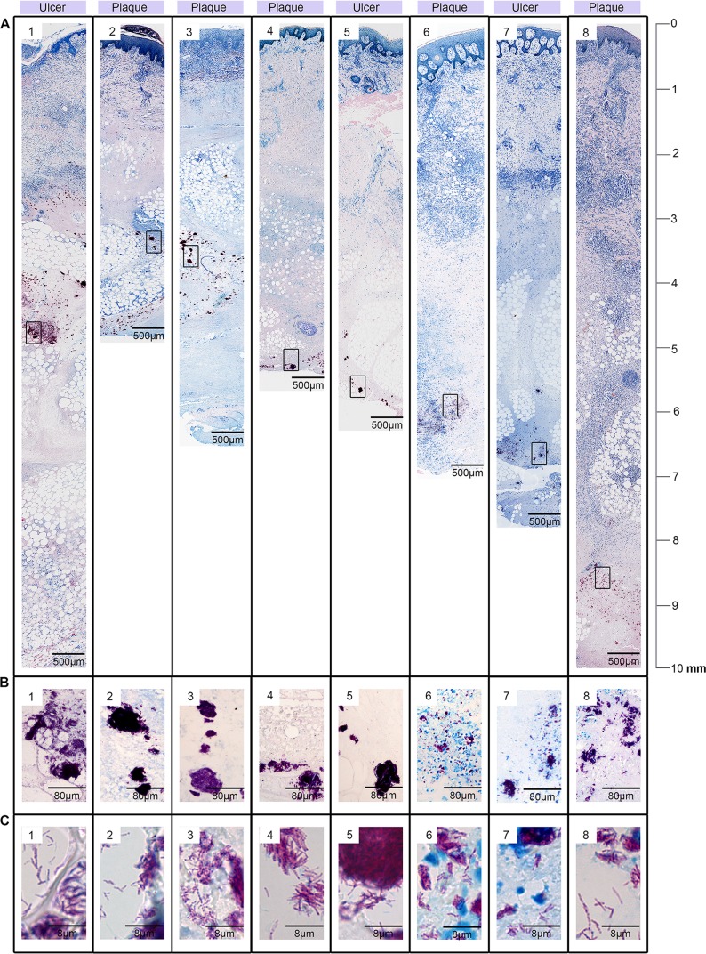 Fig 2