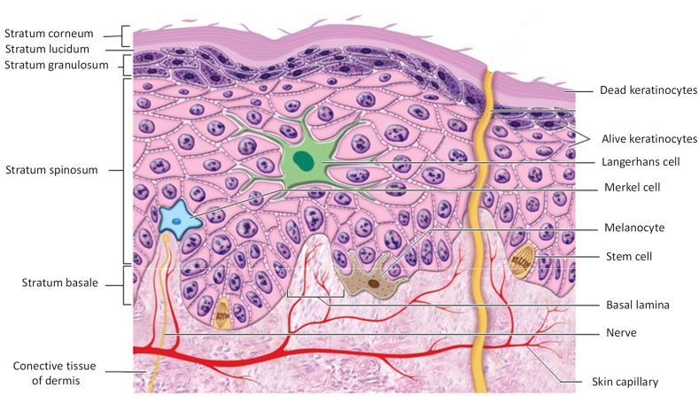 Figure 1