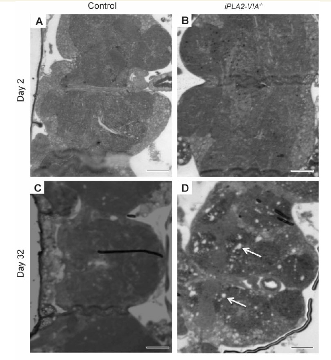 graphic file with name awv132fig1g.jpg