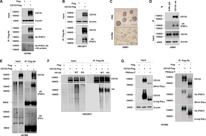 FIG 1