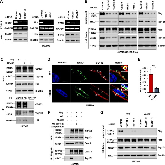 FIG 6