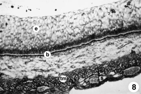 Fig. 8