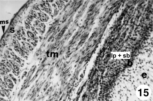 Fig. 15