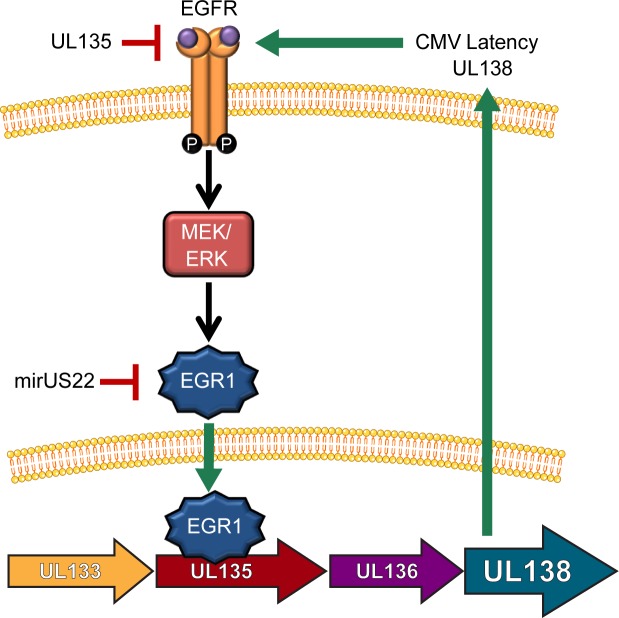 Fig 11