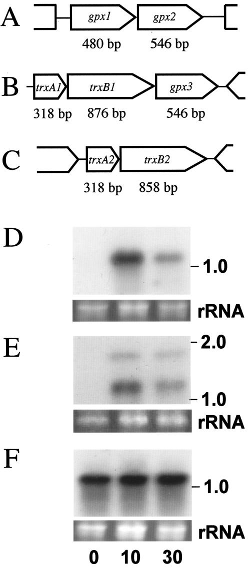 FIG. 4.