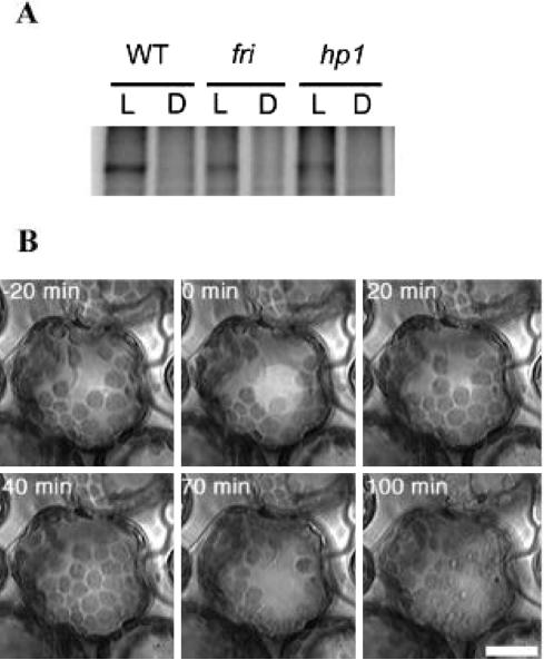 Figure 7.