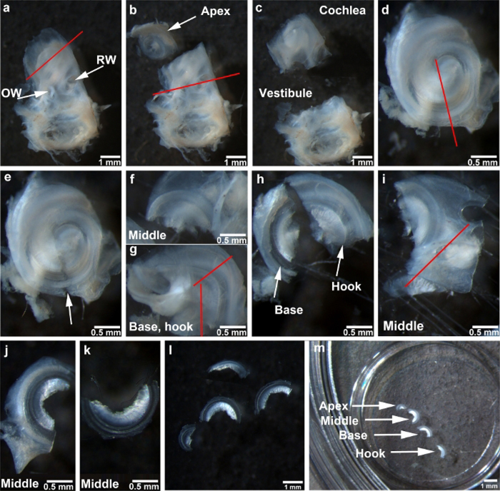 Figure 1: