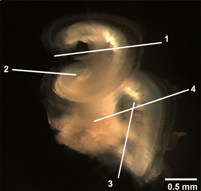 Figure 2: