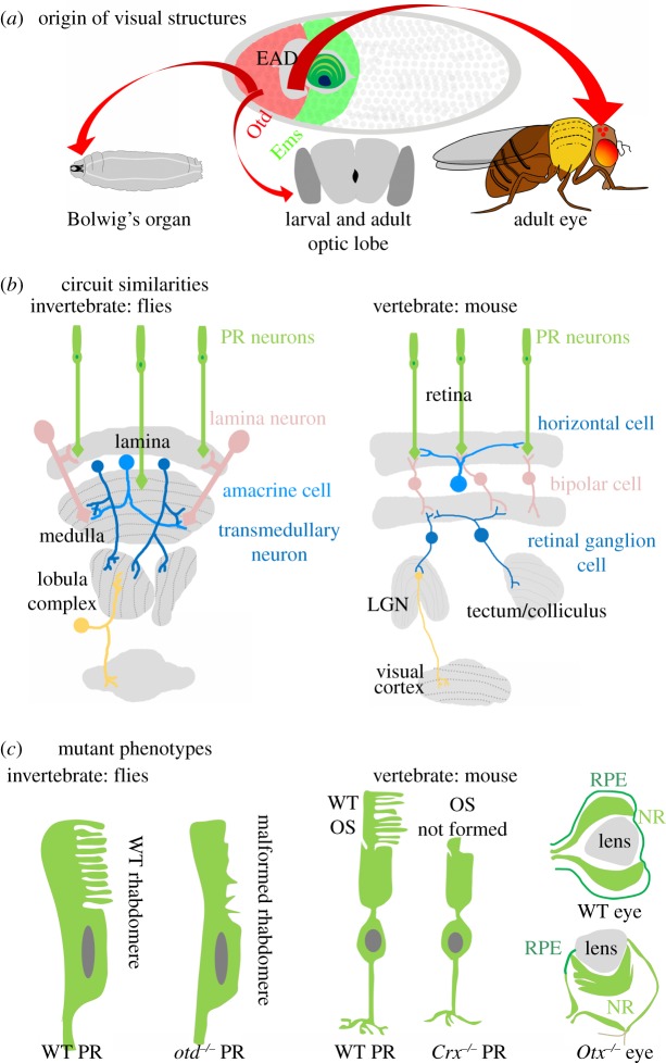 Figure 2.