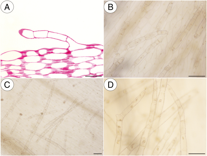 Fig. 7.