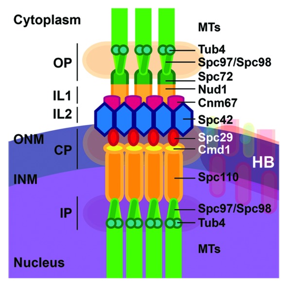 graphic file with name nucl-4-182-g1.jpg