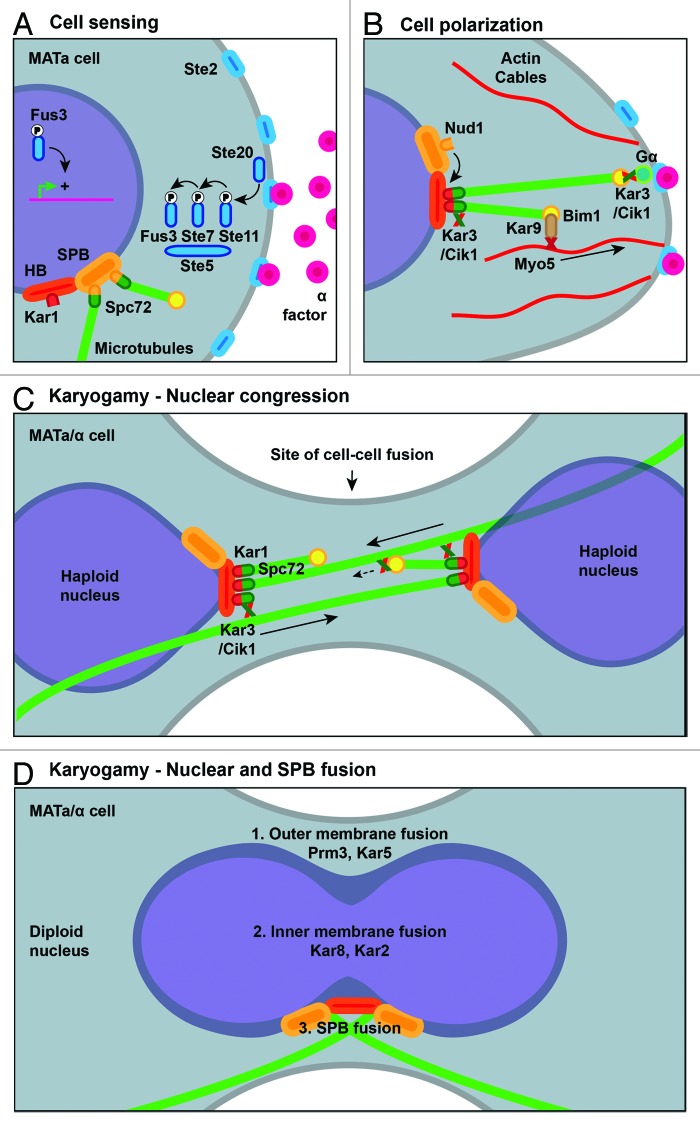 graphic file with name nucl-4-182-g2.jpg