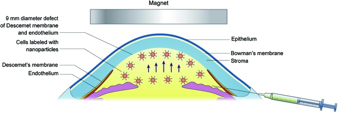 FIG. 2.