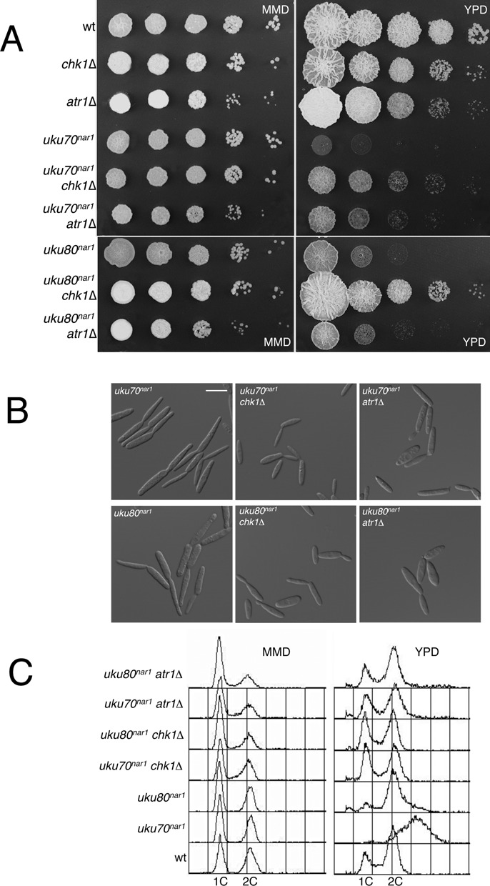 Figure 2.