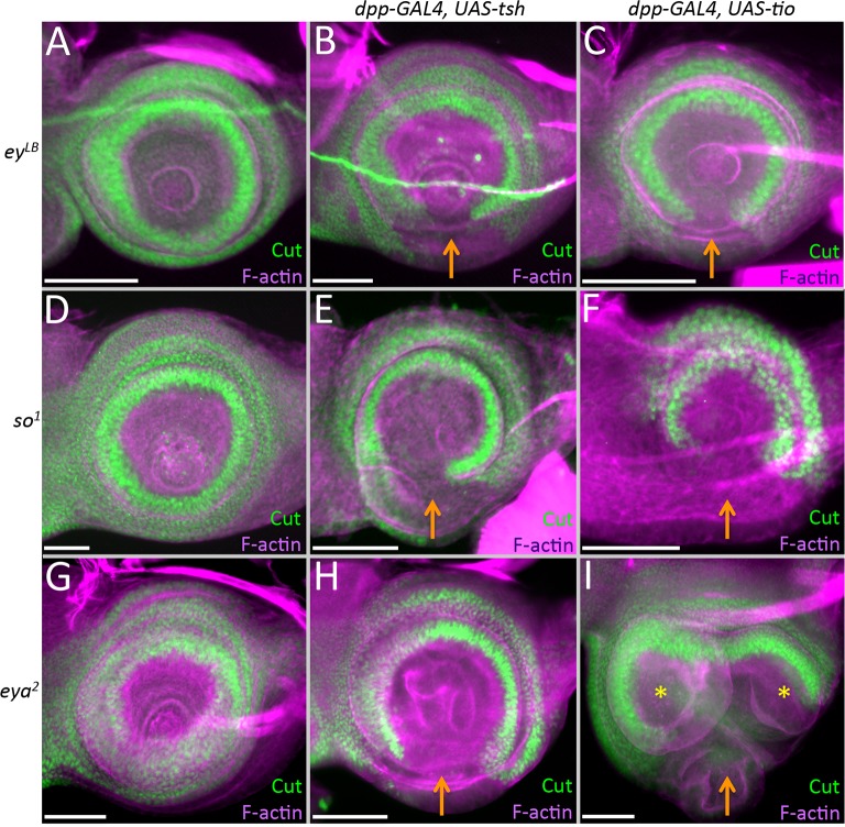 Fig 10