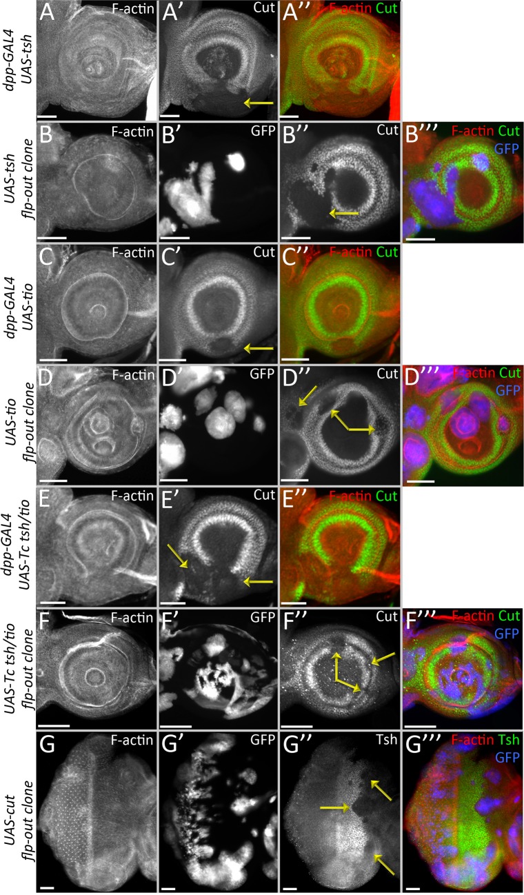 Fig 8