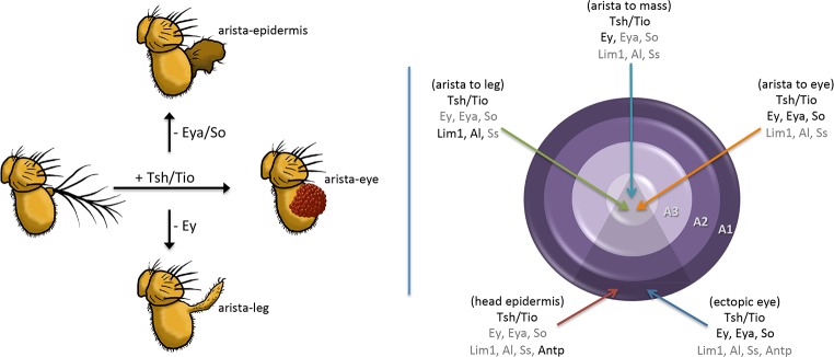 Fig 13