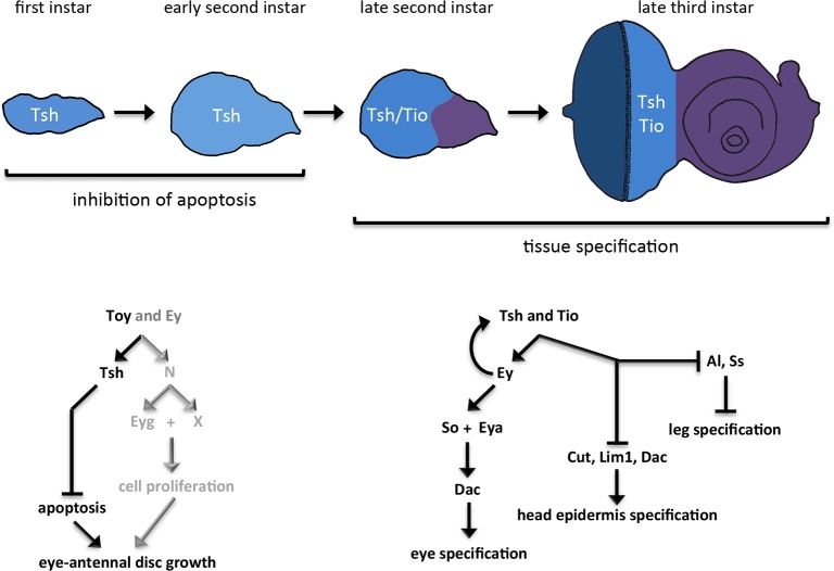 Fig 12