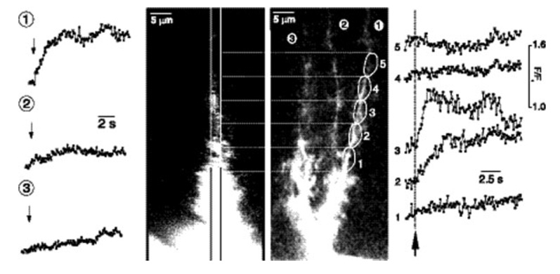 Fig. 2