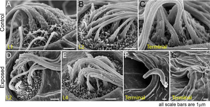 Figure 9—figure supplement 1.