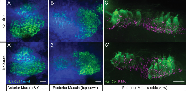 Figure 2—figure supplement 2.