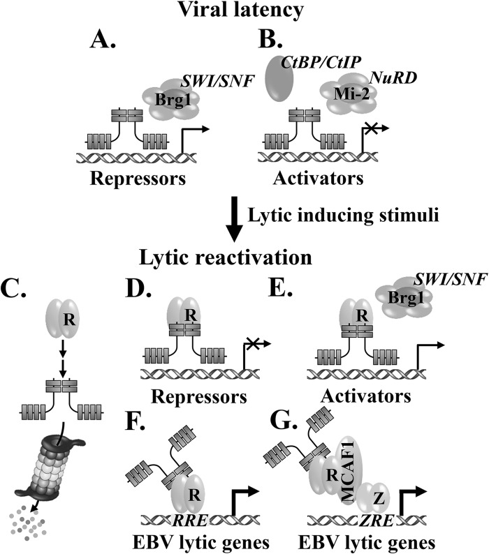 FIG 11