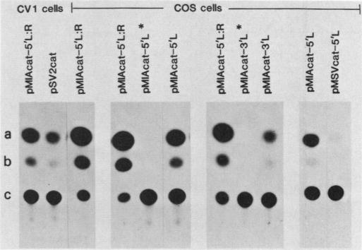 graphic file with name molcellb00152-0199-a.jpg